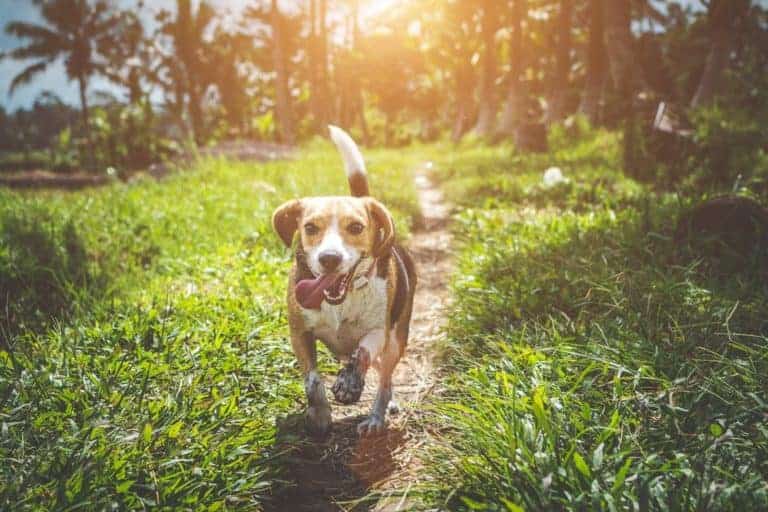 Use essential oils to keep your pets healthy - showing an image of a happy, healthy dog running.