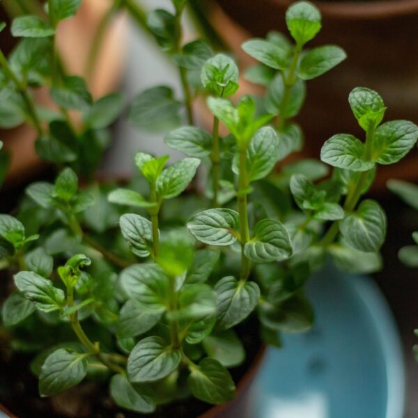 National Chocolate Mint Day