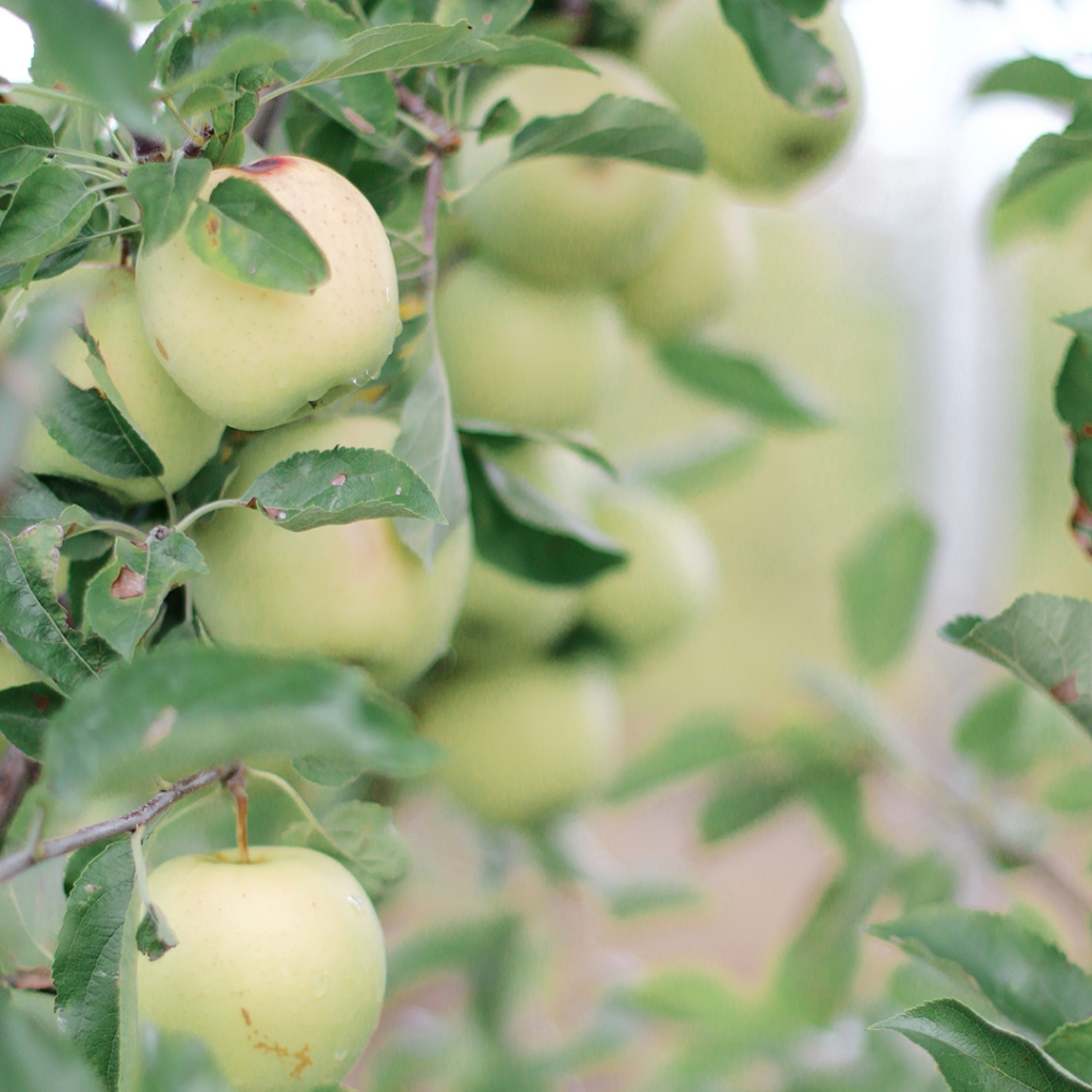 Green Apples