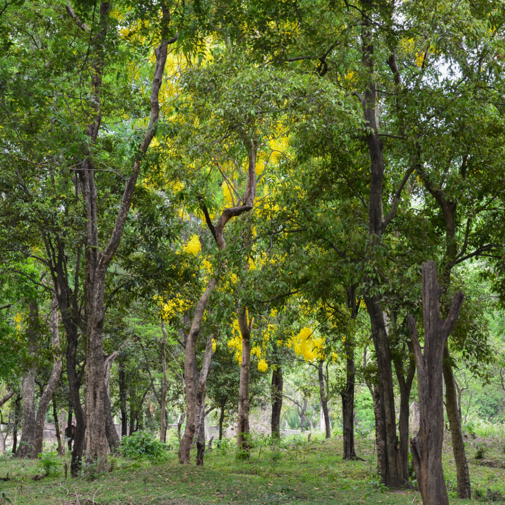 sandalwood forest